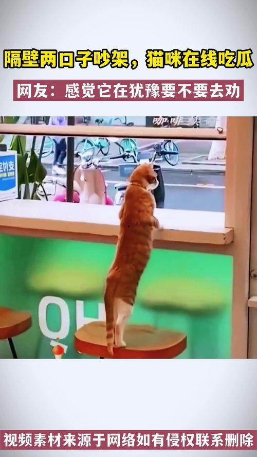 情侣吵架猫咪吃瓜视频,萌态十足引网友热议