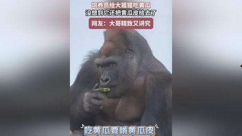 吃瓜女大猩猩视频在线观看,网络爆笑视频，萌态可掬引网友热议