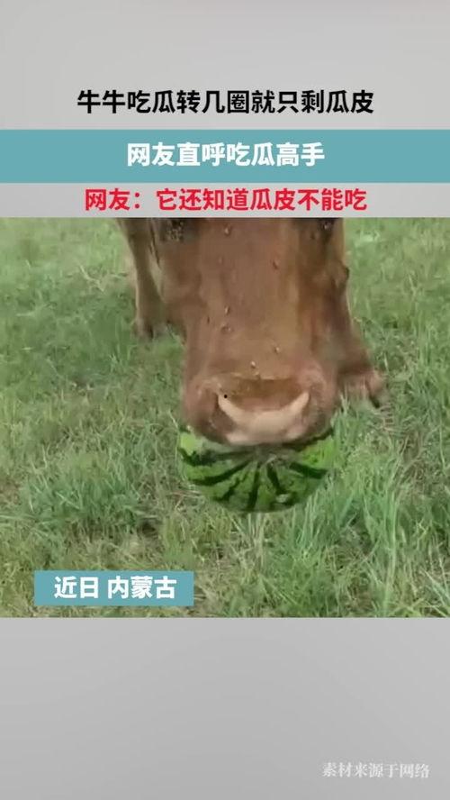 最牛吃瓜视频,网络热传背后的故事与启示
