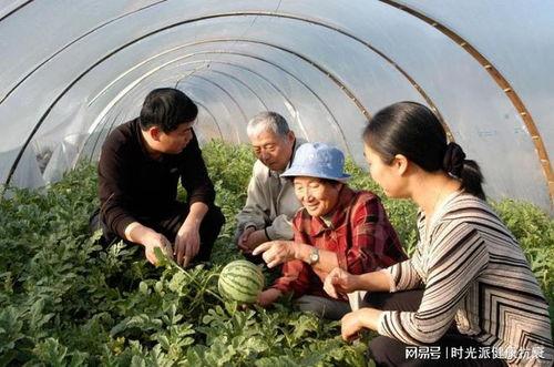 最牛吃瓜视频,网络热传背后的故事与启示