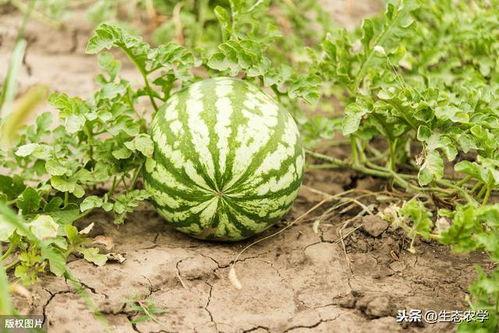 吃瓜视频都是技术,技术驱动下的娱乐新潮流
