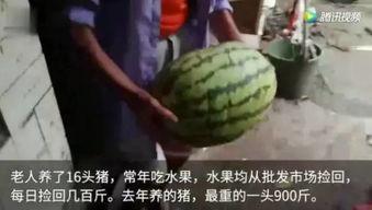 谁有最近的吃瓜视频,独家爆料，精彩瞬间大公开！