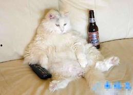 猫七吃哈密瓜搞笑视频,笑料百出萌态十足！
