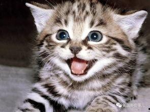 小猫咪偷听吃瓜视频,小猫咪意外成吃瓜群众，萌态百出引网友热议