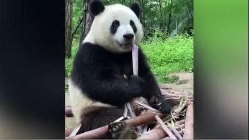 吃瓜熊猫人全部视频下载