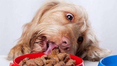 狗狗八卦吃瓜视频,揭秘宠物界的八卦风云